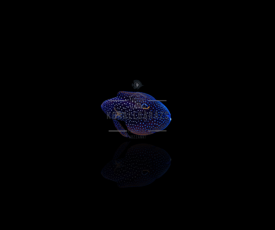 Calloplesiops Altivelis